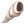 Small-shell-icon.png